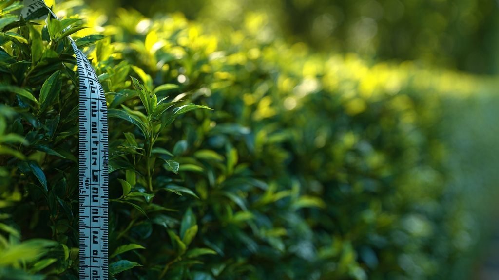 Quels sont les délais pour agir en cas de plantation illicite ou de non-respect des distances